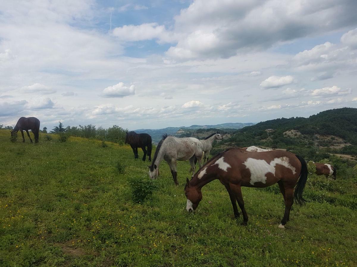 萨索马可尼Agriturismo Piccola Raieda别墅 外观 照片